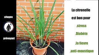 La Citronnelle utilisation et bienfait au naturel [upl. by Eicaj]