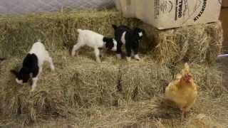 Baby Fainting Goats Meet Barn Chicken [upl. by Clevey142]