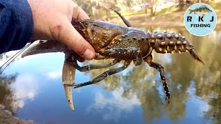 5 crays in one net Catching Murray Crayfish with chicken necks [upl. by Gavin]