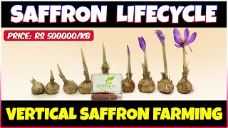 Vertical Saffron Farming  Saffron Lifecycle [upl. by Ashely]