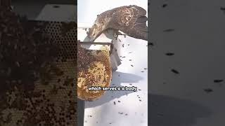 Honey Buzzard The Bees Nightmare shorts [upl. by Ailegave]