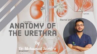 Anatomy Of Urethra [upl. by Pippas311]