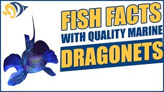 Fish Facts with Quality Marine Episode 2  Dragonets [upl. by Bathsheba]