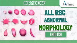 All Abnormal Red blood cells  RBC Morphologies  English [upl. by Sharl294]