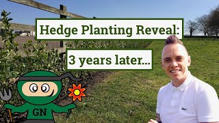 Hedge planting guide update revealed 3 years on [upl. by Laurens]