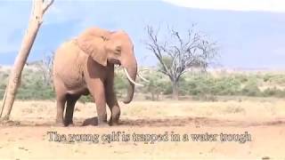 Helping a baby elephant at Tarhi Tsavo East National Park  Sheldrick Trust [upl. by Elburt]