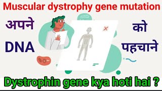 Muscular dystrophy and dystrophin gene  What is gene mutation cause of muscular dystrophy [upl. by Clarke]