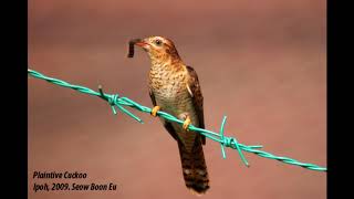 Plaintive Cuckoo  Cacomantis merulinus  Chim tìm vịt vằn [upl. by Ordnasil]