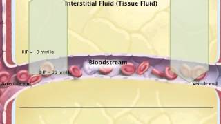 Chapter 20 Capillary Exchange Filtration and Reabsorption [upl. by Aleunamme795]