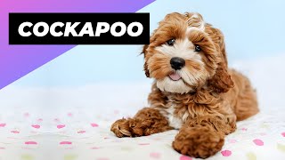 Cockapoo 🐶 One Of The Most Popular Crossbreed Dogs In The World [upl. by Glanti]