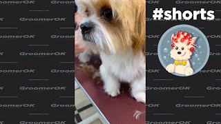 Shih Tzu BathampGrooming  Im him Favorite Groomer [upl. by Winou]