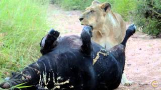 Lions of Tintswalo Koppies female with a Buffalo kill March 2013 [upl. by Okihcas]