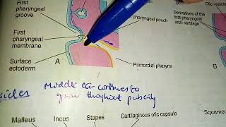 DEVELOPMENT OF EAR in simple way wih important questions part 3 [upl. by Ardnasirk]