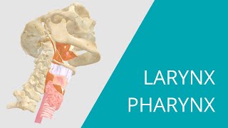 Larynx Pharynx  Interactive 3D Anatomy  Muscles that move the vocal cords [upl. by Aitnahs]