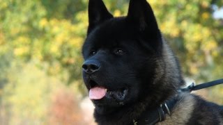 Akita Training Basics [upl. by Leitnahs]