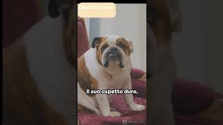 10 Cani d Appartamento viralshortsviral [upl. by Isia]