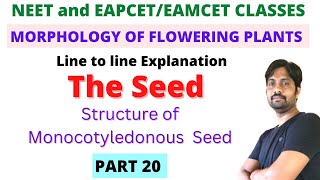 Monocotyledonous seed Structure  Morphology of Flowering Plants Line to line Explanation  PART 20 [upl. by Narud282]