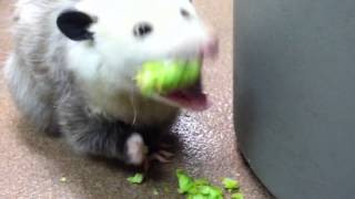 Opossum eating broccoli [upl. by Adav]