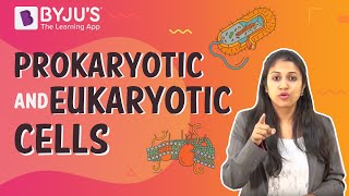 Prokaryotic and Eukaryotic Cells [upl. by Schellens]