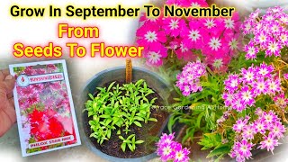 Phlox star Plant From Seeds To Flower Update  How To Grow Phlox plant [upl. by Bruckner]