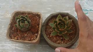 ECHEVERIA MIRA OR ECHEVERIA AGAVOIDES MIRA [upl. by Ranique]