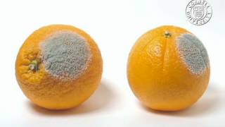 Oranges infected by Penicillium italicum [upl. by Flin]