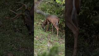 Mathews v3x slow mo quartering away bow shot [upl. by Zedekiah38]