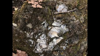 Collecting Rocks and Minerals in Quebec Canada  Crystal Collection [upl. by Terri]