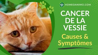 Comprendre le CANCER de la VESSIE chez le chat CAUSES et SYMPTÔMES [upl. by Galer937]