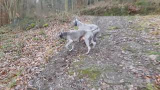 Thailand Ridgeback Dog bei täglichen Spaziergang im Wald Тайский риджбек прогулка в лесу [upl. by Bloem]