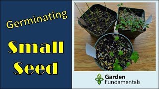 Small seed sowing and germination  the easy way neat trick [upl. by Lyris429]