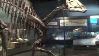 Complete Tour of the Field Museum [upl. by Colwell]