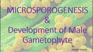 Microsporogenesis and Development of male gametophyte BSc 2nd Year [upl. by Aitsirhc620]