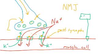 Nervous system graded potentialspart 23 [upl. by Ramsden90]