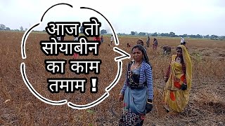 मजदूरों द्वारा सोयाबीन की कटाई 🔥🔥  Soyabean Harvesting [upl. by Tigirb211]