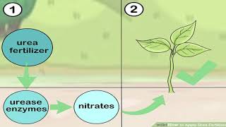 How To Apply Urea Fertilizer [upl. by Mills]