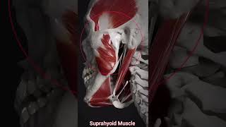 THE SUPRAHYOID MUSCLE WORK [upl. by Friday]