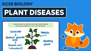 Plant Diseases  GCSE Biology [upl. by Annahc486]