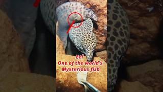 The Enigmatic Life Cycle of Eels🙀 Unraveling the Mystery shorts fish facts [upl. by Ashmead]