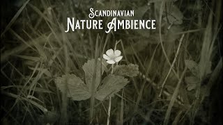 UE Marketplace  Scandinavian Nature Ambience ᴘʀᴇᴠɪᴇᴡ [upl. by Tam228]