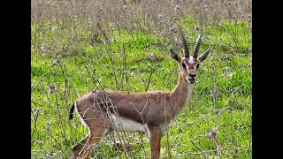 Herd of Gazelles  Israel [upl. by Summer]