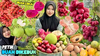 Panen buahbuahan dikebun  Bikin rujak buah segar [upl. by Laresa]