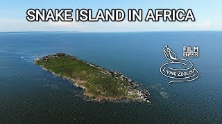 Snake island in Africa  Musambwa island with deadly Forest cobras [upl. by Segalman]