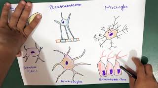 Glial Cells  Neuroglia  Types [upl. by Ydniw705]