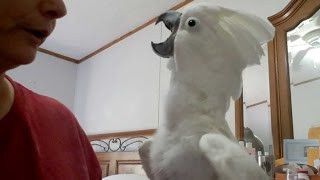 Cockatoo Plays PeekABoo With Owner [upl. by Aubigny]