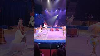 Amazing circus Samoyed funny dogs amp Pelicans samoyed pelicans 1素晴らしいサーカス サモエド犬とペリカン サモエド ペリカン [upl. by Camilla117]