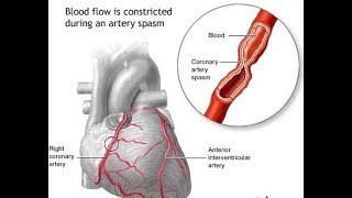 Cardiovascular System Autoregulation and Capilary Dynamics [upl. by Stambaugh]