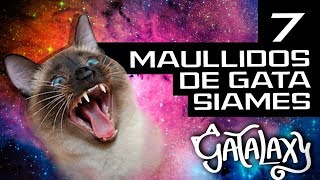 7 Maullidos del gato siames y su significado │ Traduciendo lo que dice el gato  Gatalaxy [upl. by Neyuq]