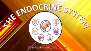 The Endocrine System Part I [upl. by Ydnic]