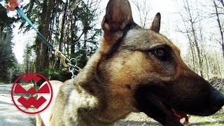 Der Hund im Einsatz  Geheimwaffe auf vier Pfoten  Welt der Wunder [upl. by Narag]